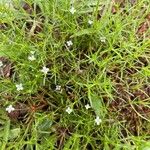 Polypremum procumbens Flower