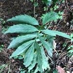 Cardamine kitaibelii Feuille