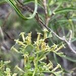 Ceballosia fruticosa Blüte