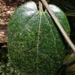 Aristolochia translucida ᱥᱟᱠᱟᱢ
