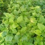 Echinodorus cordifolius Frunză