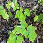 Aquilegia vulgaris Leaf