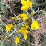 Ulex parviflorusBlüte