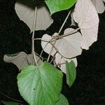 Vitis tiliifolia その他の提案