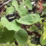 Cercis chinensis Leaf