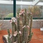 Hoodia gordonii Blüte