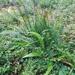 Blechnum spicant Habitatea