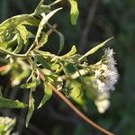 Austroeupatorium inulifolium Habit