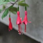 Fuchsia spp. Blodyn