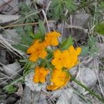 Lithospermum canescens Flower