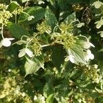 Hydrangea paniculata Frunză