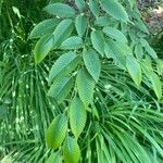 Carpinus japonica ഇല