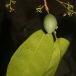 Pouteria chiricana