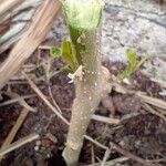 Brugmansia suaveolensRhisgl