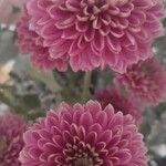 Chrysanthemum × morifolium Квітка