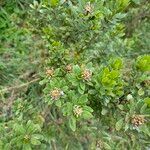 Lasiosiphon glaucus Fresen.Leaf