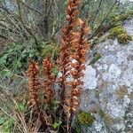 Orobanche rapum-genistae Hábito