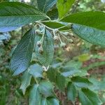 Aronia arbutifolia Fruit