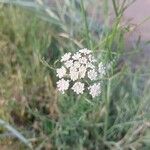 Oenanthe lachenalii Flower