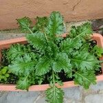 Senecio doria Blad