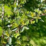 Rhamnus saxatilis Fuelha