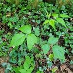 Rubus occidentalisLehti