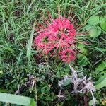 Lycoris radiata Blomst