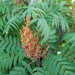 Rhus glabraΛουλούδι