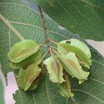 Combretum molle Fruit