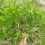 Acacia auriculiformis Blad