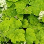 Tiarella cordifolia 葉