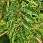 Acacia nilotica Blatt