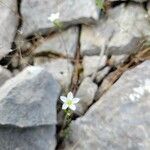 Arenaria provincialis Blüte