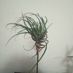 Tillandsia recurvata पत्ता