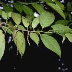 Acalypha diversifolia 其他