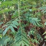 Melianthus comosus Blad