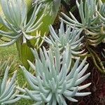 Dudleya edulis Yaprak