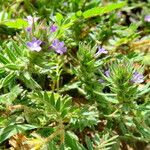Verbena bracteata Blatt