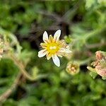 Saxifraga exarata Flor