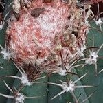 Melocactus matanzanus Ovoce