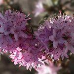Rhododendron pubescens Flor