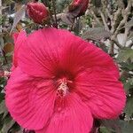 Hibiscus moscheutosFlower