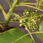 Khaya anthotheca Floro