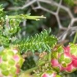 Sarcopoterium spinosum Likasa