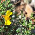 Fumana viridis Flower