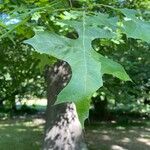 Quercus palustris Lehti
