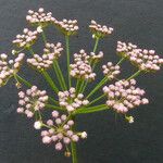 Peucedanum gallicum Flower