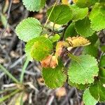 Betula glandulosa Folla