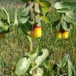 Cerinthe majorFoglia