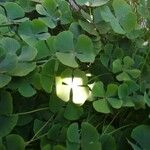 Marsilea quadrifolia Likasa